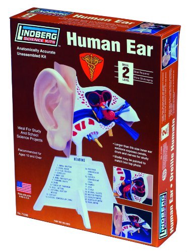 1/1 mannequin parts ear