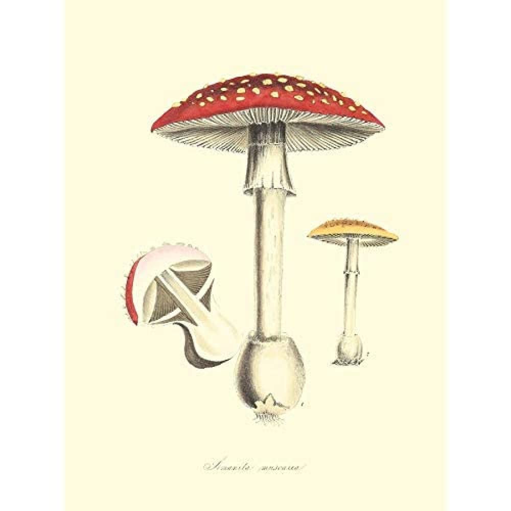 Wee Blue Coo Fungus Amanita Muscaria Fly Agaric Magic Mushroom Art Print Canvas Premium Wall Decor Poster