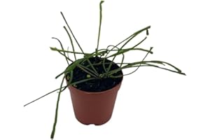 BubbleBlooms Hoya Retusa in a 2 inch Pot Wax Plant, Wax Vine, and Porcelain Vine