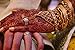 COKOHAPPY Temporary Tattoo Kit, 4 Tube Brown Paste Cone Indian Body Art Painting Drawing with 24 x adhesive Stencil, 1 x Applicator Bottle and 5 x Plastic Nozzle