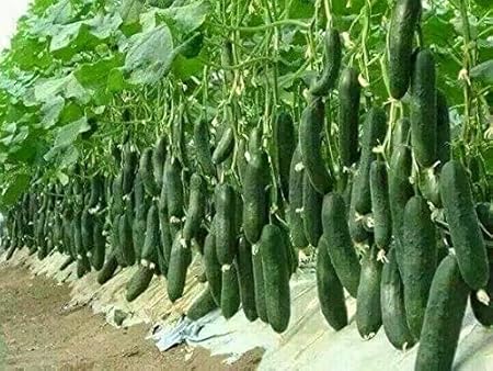 Creative Farmer Vegetable Seeds Hybrid Green Express Cucumber Seeds - Cuccumber Seeds Seeds For Summer Season Home Garden Seeds