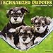 Just Schnauzer Puppies 2019 Wall Calendar (Dog Breed Calendar)