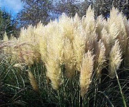 Ornamental Grass Seed - Cortaderia Pampas Grass Pumila Hybrids