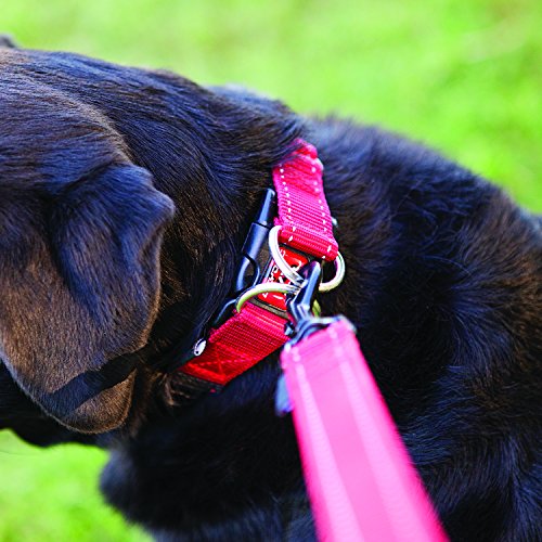 EzyDog Double Up Premium Nylon Dog Collar with Reflective Stitching