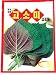 Sesame Leave Seeds Korean. 2pack