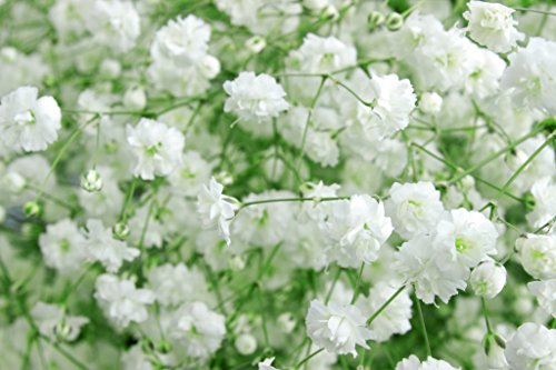 Baby's Breath (Gyp) - Thumbnail 3