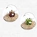 SWISSELITE Glass Hanging Planters Hanging Glass Terrariums, Plant Terrariums Set (2 Pack Wall)