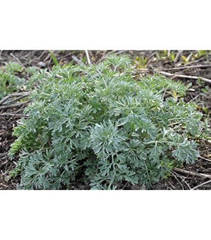 1KG Artemisia Annua Polvere Sweet Annie Wormwood Tea Sagewort - Foto 3