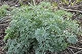 Wormwood Seeds (Artemisia Absinthium) 1000 Seeds