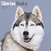 Siberian Husky Calendar 2017 - Dog Breed Calendars - 2016 - 2017 wall calendars - 16 Month by Avonside