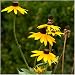 Bulk Package of 30,000 Seeds, Black-Eyed Susan (Rudbeckia hirta) Open Pollinated Seeds by Seed Needs