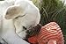 HuggleHounds Knottie Plush Dog Toy - Dog Stuffed Animal Toy, Puppy Toys, Squeaky Dog Toy for Small, Medium & Large Dogs, Durable Plush to Keep Them Busy - Morris Moose, Large