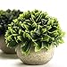 Sophia's Garden Artificial Plants Fake Plants for Plant Decor, Cute, Realistic Desk Plant - Small Artificial Plants Fake Plant Artificial Plant for Home Decor Faux Plant Feaux