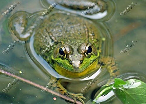 Cute Little Green Pond Frog Toad Portrait Original Fine Art Photography Wall Art Photo Print