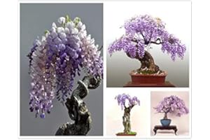 KCT GARDEN Chinese Wisteria Tree Seeds, Bonsai Seeds, Pack of 30 Bonsai Tree Seeds