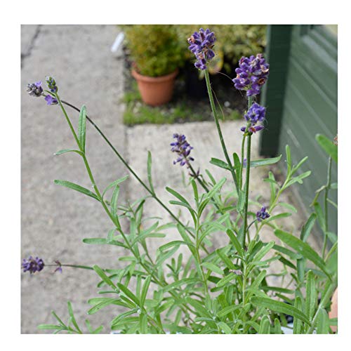 Lavandula angustifolia 'Blue Scent' 15cm Pot Size