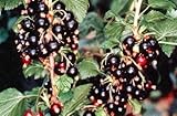 Consort Black Currant Bush - Great for Wine Making! - 2 1/2