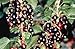 Consort Black Currant Bush - Great for Wine Making! - 2.5" Pot