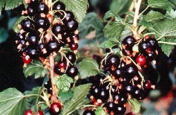 Consort Black Currant Bush - Great for Wine Making! - 2.5