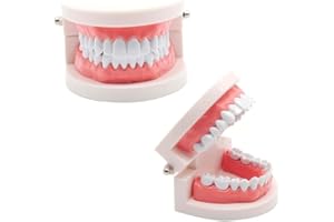 Standard Dental Model,2 Teaching Dental Models+2 Plastic Toothbrush,PVC Dental Teaching Models,for Tooth Demonstration,Teach 
