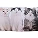 Lily's Home Door Draft Stopper and Air Seal Gap Blocker, Fits 36 Inch Wide Flush Doors, Ideal Solution for Cold or Hot Air Drafts, Cat Lovers Design (37