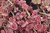 50 RED DRAGONS BLOOD SEDUM Stonecrop Sedum Spurium Flower Seeds