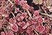 50 RED DRAGONS BLOOD SEDUM Stonecrop Sedum Spurium Flower Seeds