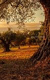 Notebook: olive plantation olives fruit trees plantations orchard tree oil by Wild Pages Press