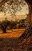 Notebook: olive plantation olives fruit trees plantations orchard tree oil by Wild Pages Press