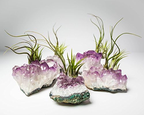 Amethyst Air Plant Crystal / Decorative Stone / Terrariums / Birthday Gift / Decor by Gaia Life (Large 4"-6", Purple)