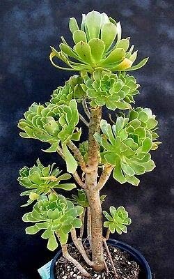 50 Cuttings Fresh Cut Tree Green Aeonium Succulent Rare MHWK48