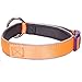 Blueberry Pet 4 Colors Soft & Comfy Summer Hope 3M Reflective Padded Dog Collar with O-Ring, Fluorescent Orange, Medium, Neck 14.5