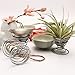 Air Plant Stand Holder – 1PCS Tillandsia Holder Stainless Steel Airplant Container Plant Display Racks, Silverthumb 4
