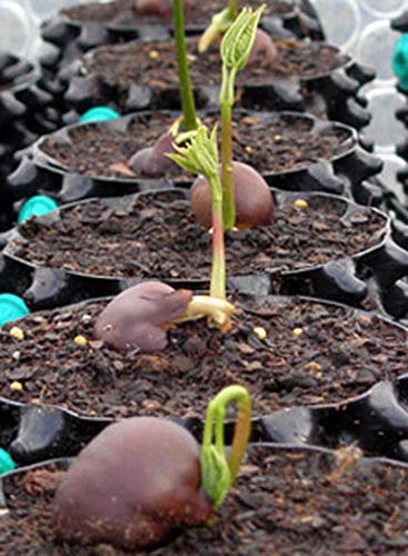 (6) Superoots Air-Pot 1 Gal Equivalent Garden Propagation Pot Planter Containers - Thumbnail 3