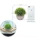 VANGOLD Lifelike Artificial Plants Plastic Grass Plants with Pots for Home/Office Decor (Green-1pcs)
