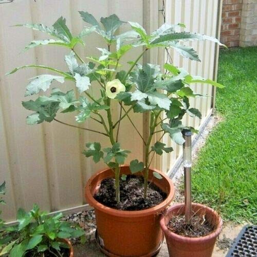 100+Perkins SEMI Dwarf Okra Seeds Compact 4' Plant Full Size 8" Pods Containers