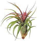 Large Air Plants - Big Streptophylla Air Plants - Nice 5 to 7 inch air Plant - Color & Form Varies by Season - 30 Day Guarantee air Plant Care ebook with Order