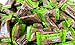 Chimes Original Ginger Chews, 1lb Bag