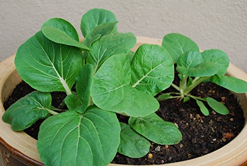 Bok Choy (Pak Choi) non-heading Chinese Cabbage, Organic Vegetable.15,000 Seeds - Thumbnail 6
