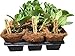 54 Coco Fiber Seed Starter Biodegradable Pots (3.5” Square Pots) for Starting Tender Rooted Vegetables, Herbs, Plant Seedlings, Cuttings, Germination Transplanting - Includes 24 Wooden 6