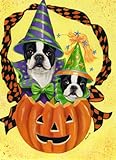 Boston Terrier Halloween-GF