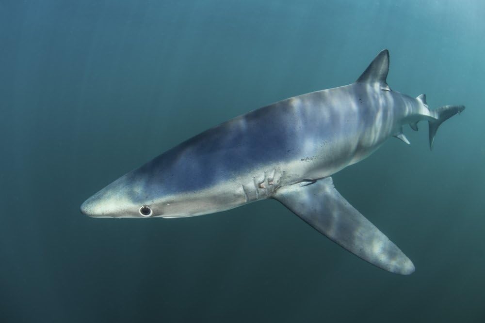 Posterazzi PSTETH400903U A Sleek Blue Shark Swimming in The Waters Off Cape Cod Massachusetts. Poster Print by Ethan Daniels/Stocktrek Images, 17 x 11, Varies