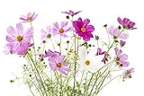 Cosmos Seeds Mix for Planting Sensation Flower