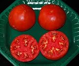 Celebrity Hybrid Tomato seedsbulk 50 pkt. Heavy