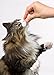Delectables Gourmet Crunchy Cat Treats 2.1Oz - Roasted Chicken & Tuna