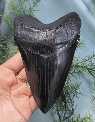 Beautiful, Serrated 5 9/16'' Long Megalodon Tooth Replica!!