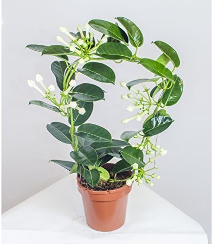 Stephanotis ,Ring sling ,Madagascar Jasmin 45cm Zimmerpflanze