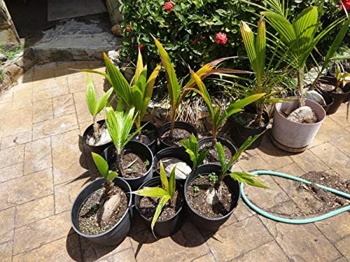 Organic Seeds: Coconut Pm sprouted Seed, (Cocos Nucifera) 1 Live Seed Ready to by Farmerly