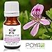 Geranium Essential Oil (Egyptian) 10 ml (0.33 fl. Oz.) - GCMS Tested, 100% Pure, Undiluted and Therapeutic Grade