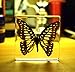 Graphium doson Butterfly Paperweight Specimen Paperweight for Science Education for book for office for desk(3